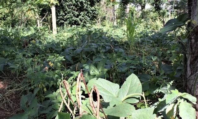 中国年年进口的大豆，为何让巴拉圭从富饶变得死寂？