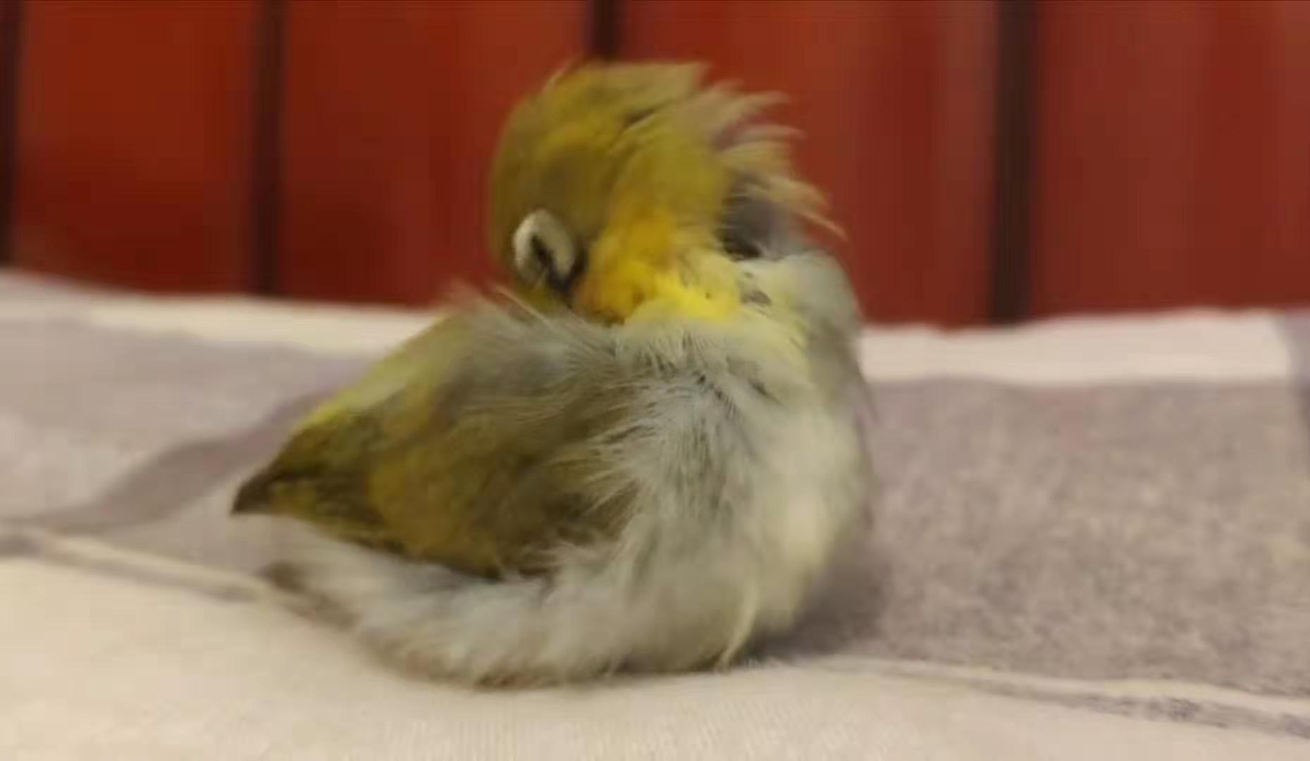 绣眼一直拉肚子,绣眼拉肚子能自愈吗