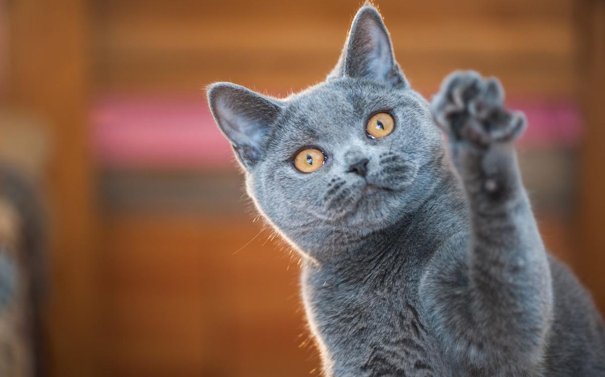 带猫去体检,带猫去检查说脑子有病