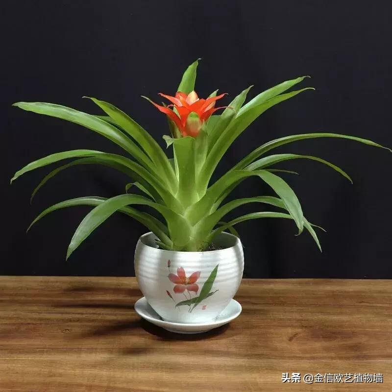 适合家里招财养的植物,家里能招财又好养的植物