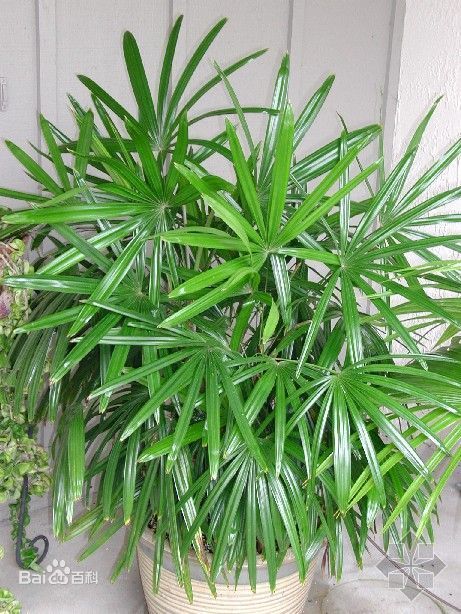 棕竹的养法大全,棕竹如何让它快速长新芽
