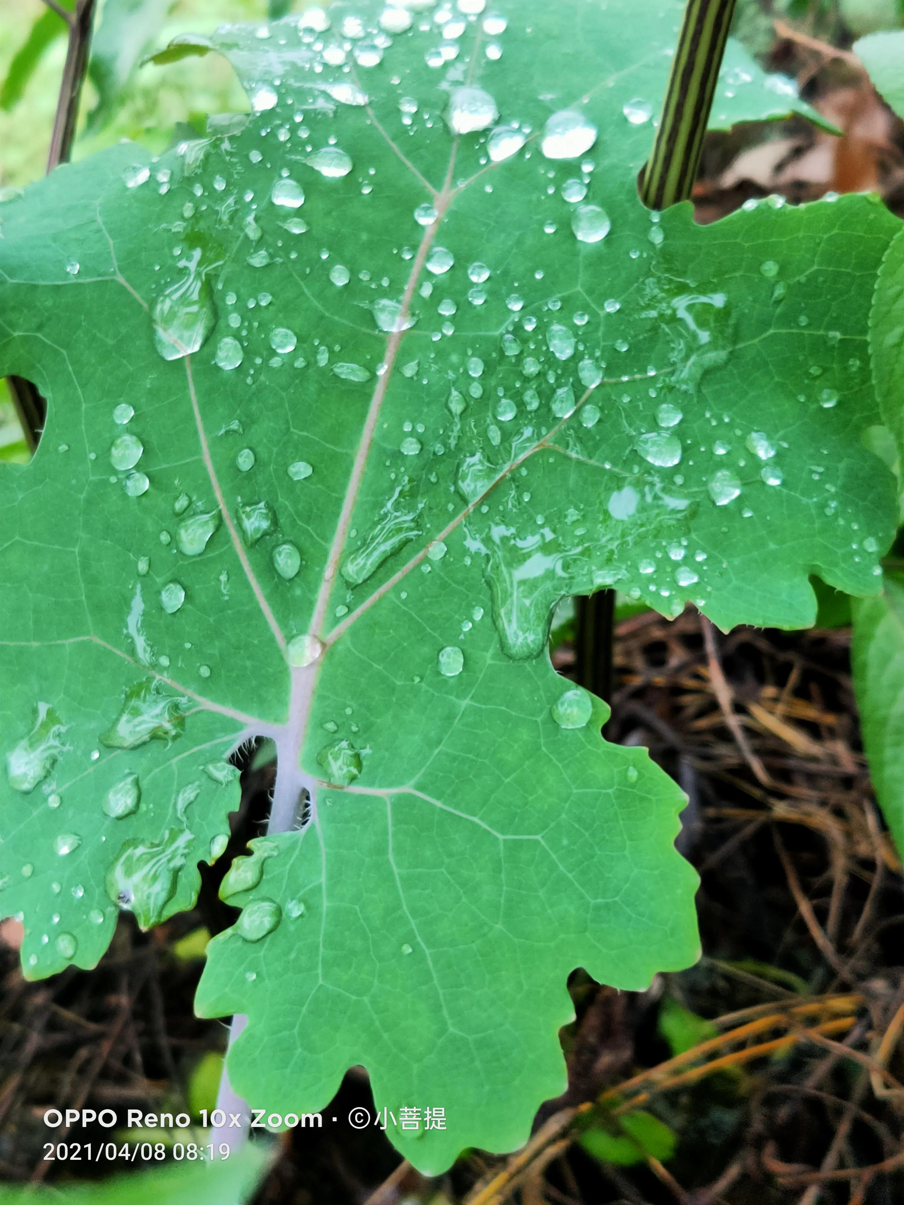 这种在草本里显得特别高大美丽的植物是罂栗的亲戚