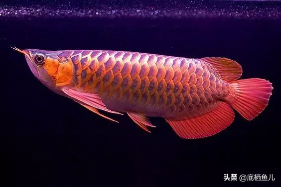 好养爆缸的小鱼,怎样养殖小鱼才能爆缸