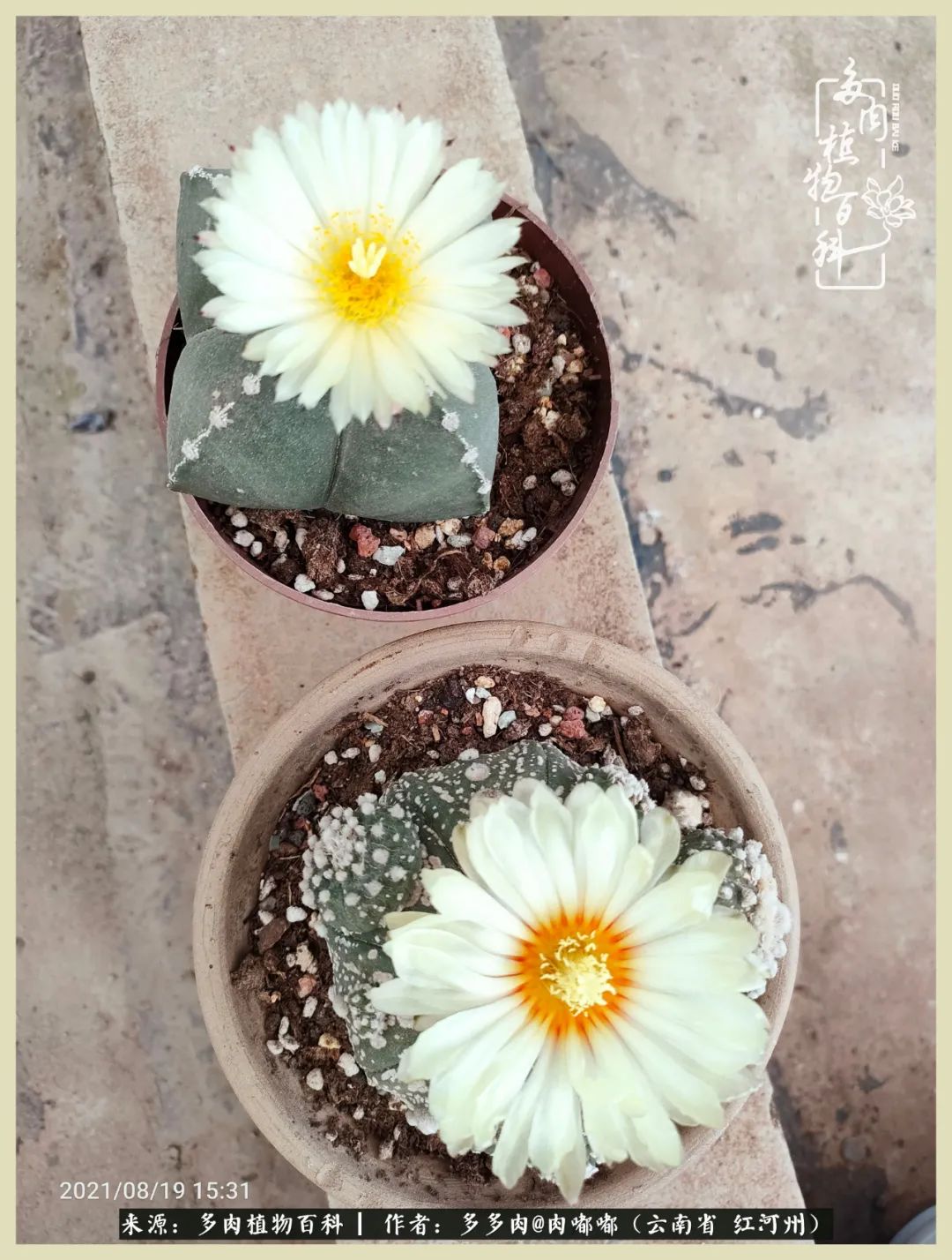 这个春天我们一起去赏花,这个季节我们一起去看花