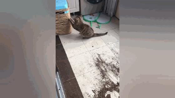 养猫拆家完整视频,拆家猫的日常