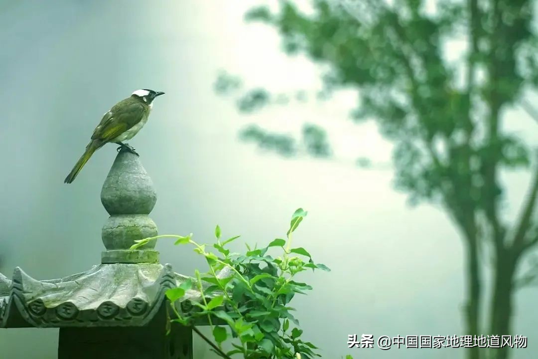 什么是西湖成语,什么是西湖莼菜