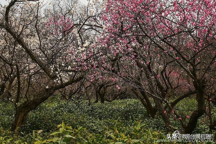 南京梅花山梅花开了吗,来南京梅花山赏梅花