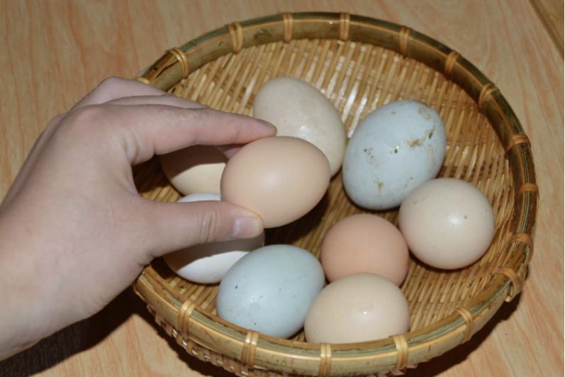 红壳鸡蛋和白壳鸡有啥区别,鸡蛋是绿壳红壳还是白壳好