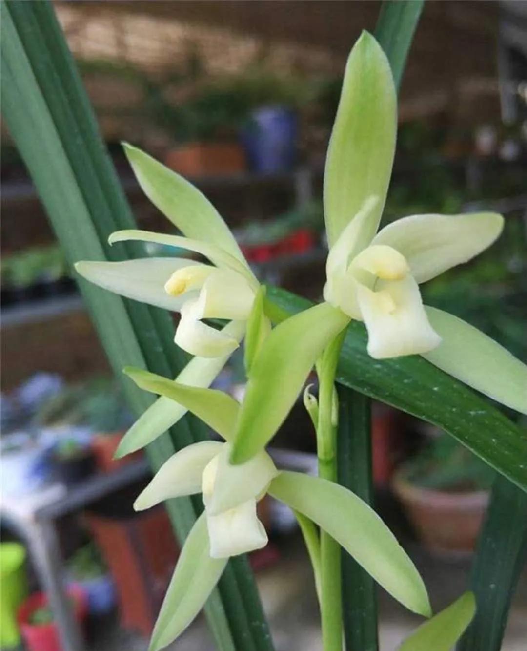 好看又好养的兰花有哪几种,推荐几款香味最好而且好养的兰花