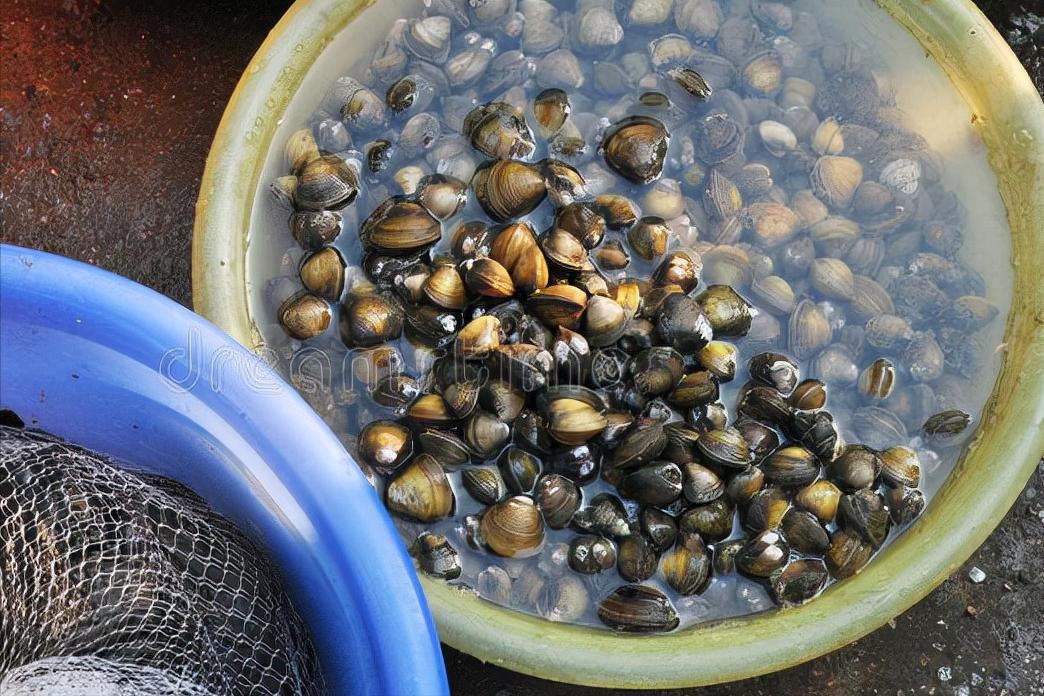 多少盐能清理田螺并保证田螺不死,清洗田螺可以用姜吗