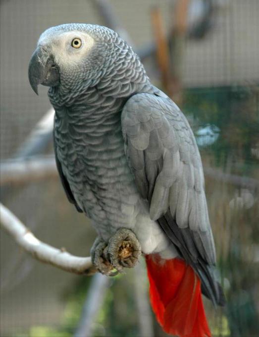 东江揽胜,惠州淡水常见鸟类图谱