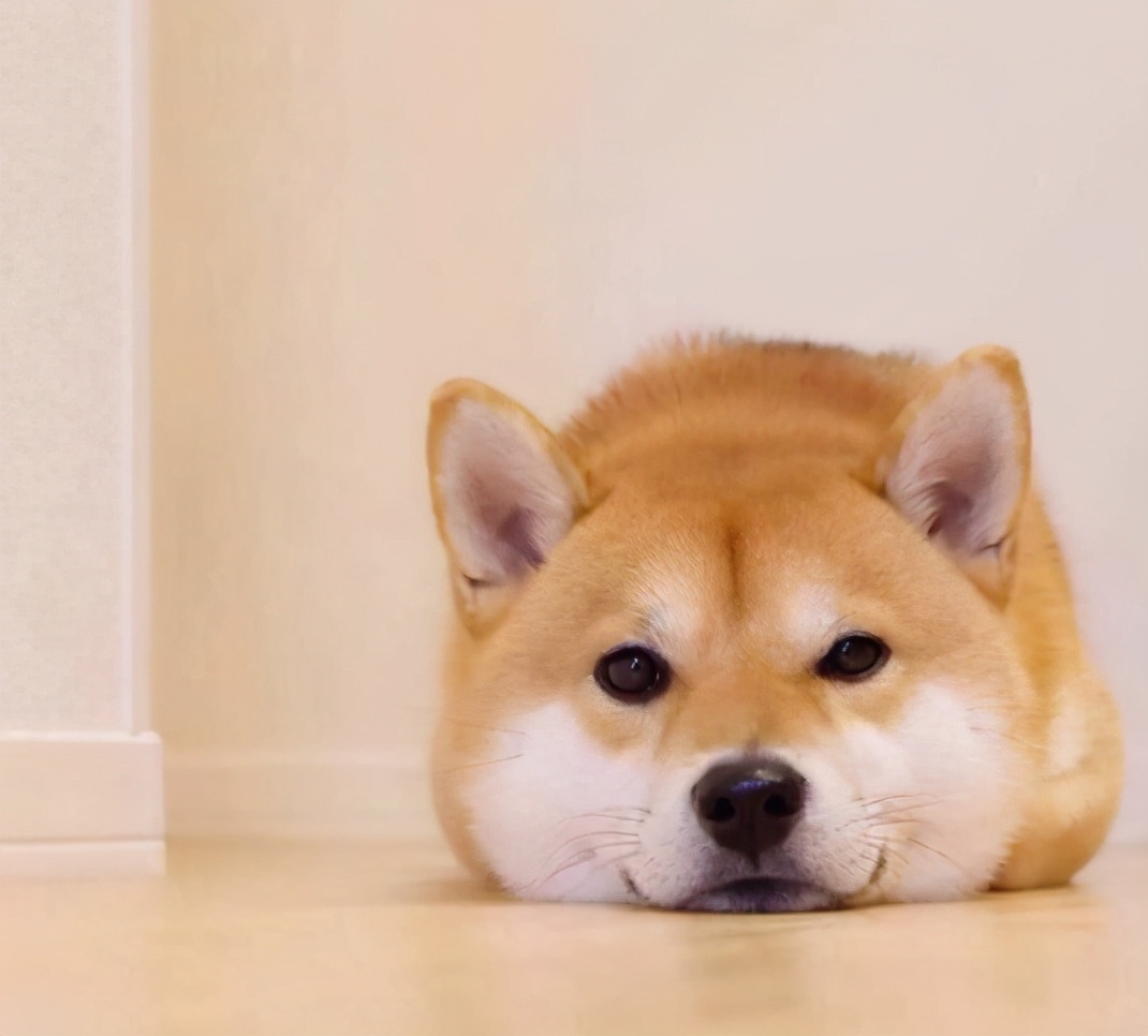 买柴犬买有黑毛的好吗,买柴犬