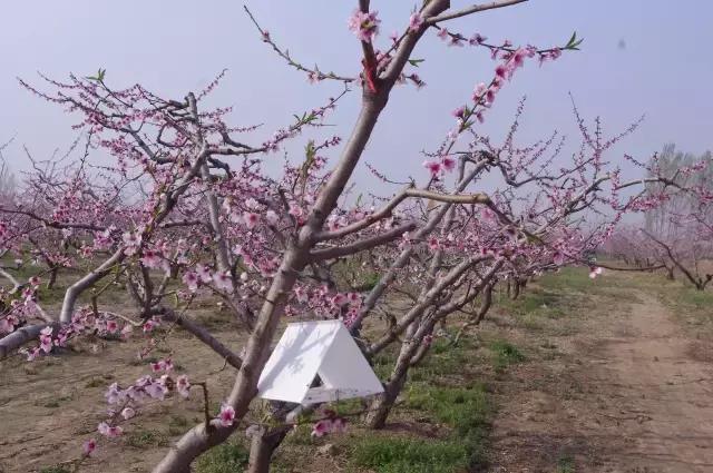 梨小食心虫的卵在桃树嫩梢上吗,怎样预防桃树食心虫