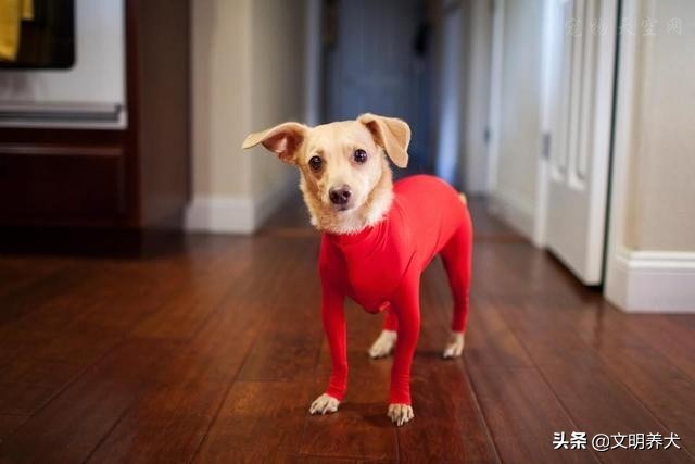 原来小狗狗也害怕打雷,狗狗害怕打雷躲起来要怎么安抚它