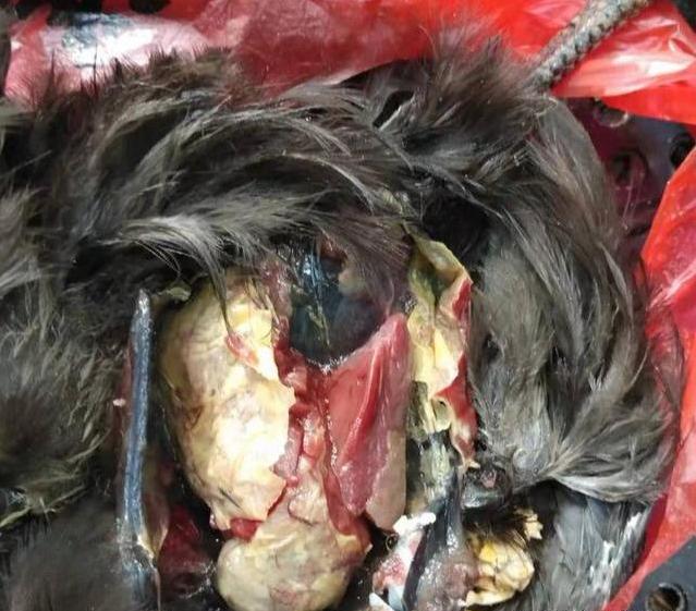 养鸡，教你一个快速鉴别鸡感冒的方法，和治疗的土方，干货分享