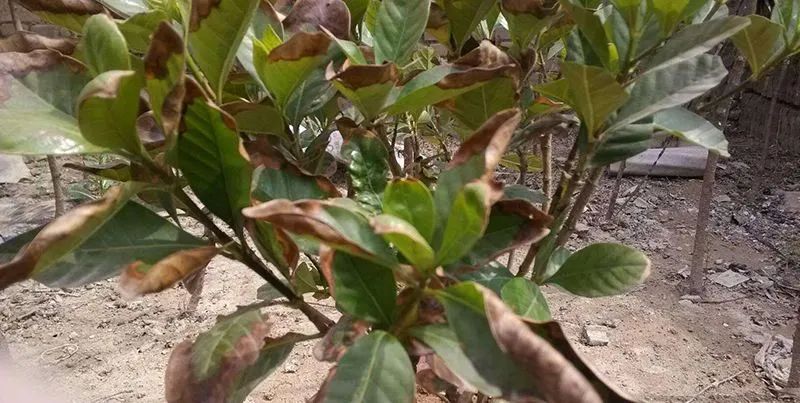 栀子花叶子发黄原因及处理方法,栀子花叶子总发黄4个解决方法