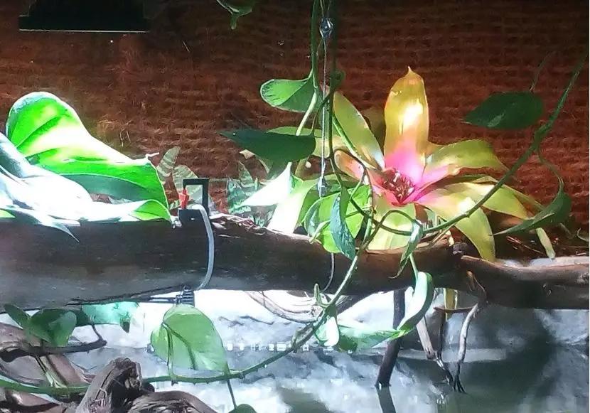 自己做大型水陆缸,在家自己打造一个沙漠缸