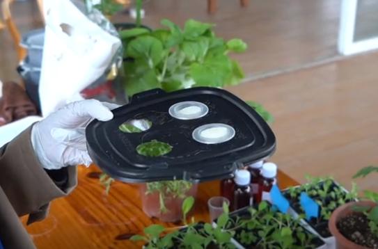 简易无土栽培蔬菜,自制无土栽培蔬菜神器