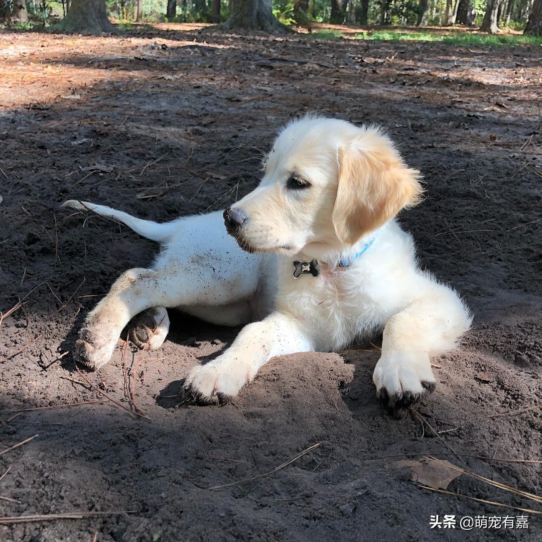 关于狗狗有趣的冷知识,学习关于狗狗的16个冷知识