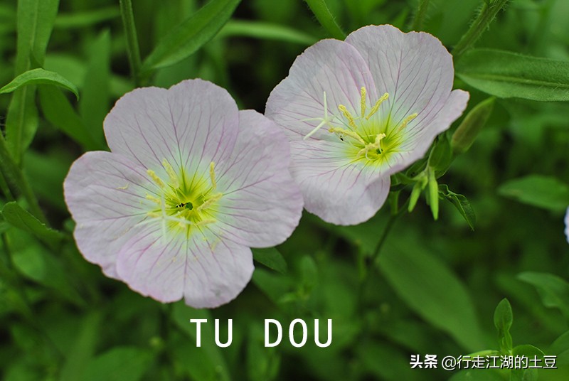 美丽月见草入药,美丽月见草性味归经