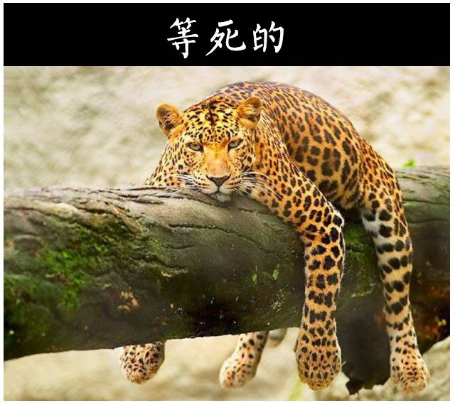 销售的最高境界掌握三大魔鬼法则,顶级销冠的6种销售话术绝招