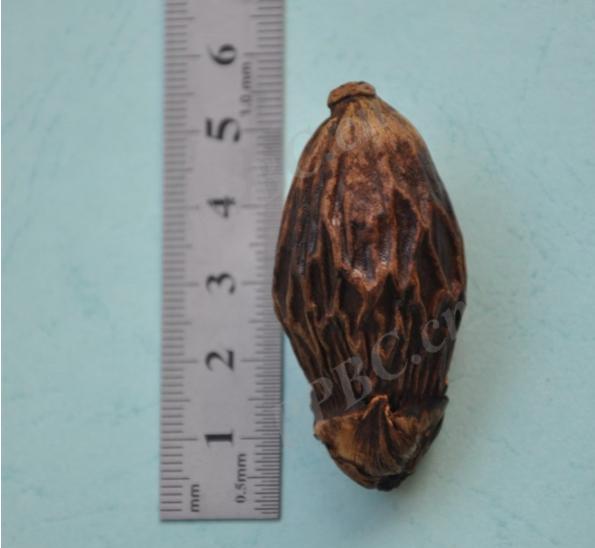 当你吃槟榔时被发现,你吃了槟榔你会怎么样