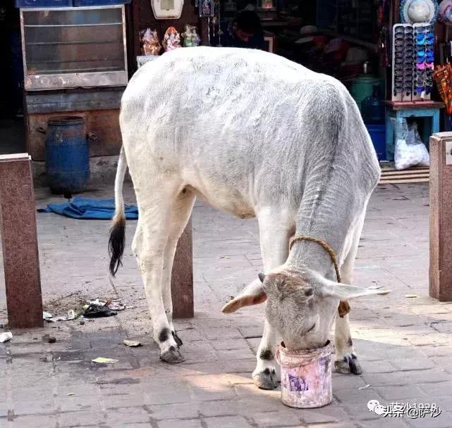 阿格拉红堡泰姬陵,阿格拉红堡和泰姬陵