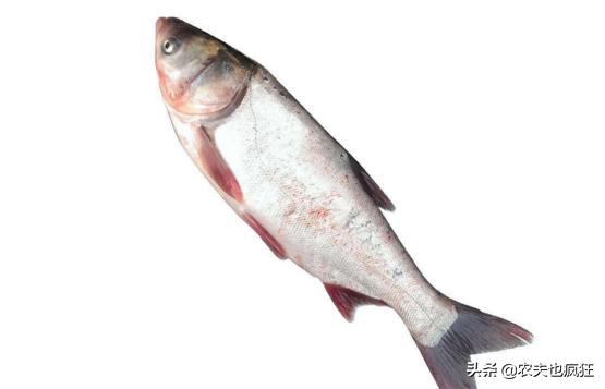 鲢鱼好吃吗刺多吗,鲢鱼口感