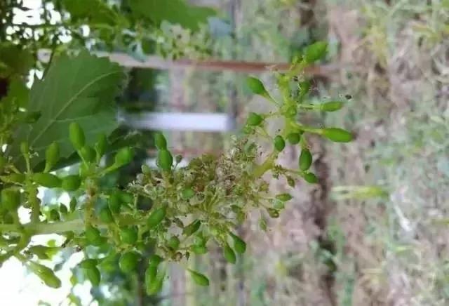 有关葡萄的病症,葡萄新梢病害图谱