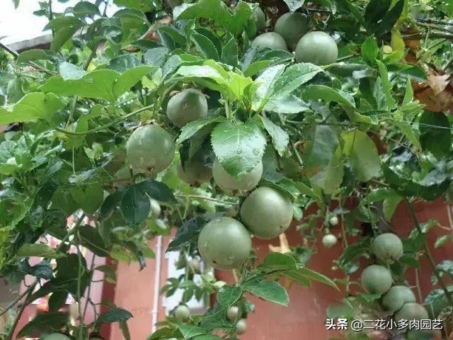 365种·常见花卉图谱，观果和多肉植物收藏篇