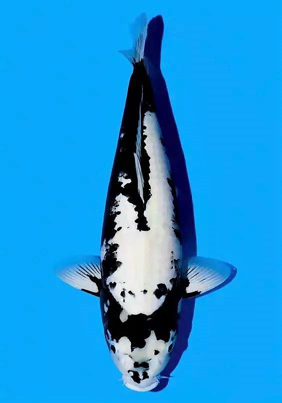 锦鲤如何喂食和喂量,锦鲤怎么喂食才能更肥