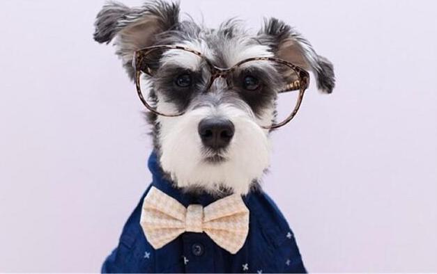 雪纳瑞吃什么牌子狗粮好,雪纳瑞吃什么牌子的狗粮比较好