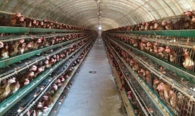 想开个养鸡场需要办什么手续,全自动养鸡场建设成本