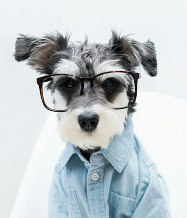 建议新手养的10种便宜狗狗不掉毛,十大适合家养的不掉毛狗狗有哪些