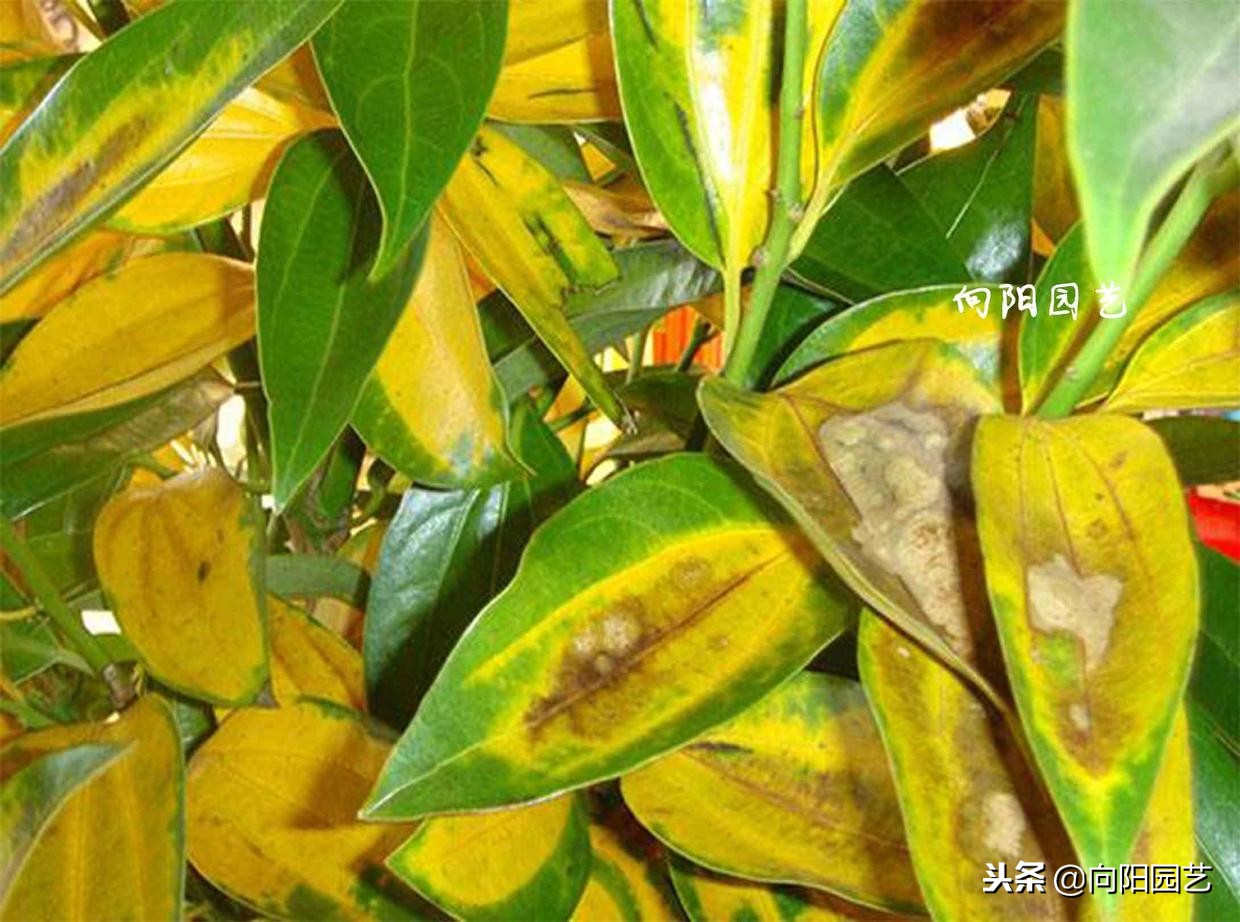 盆栽石榴树叶子发黄脱落怎么办,盆栽栀子花叶子发黄是什么原因