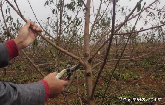 又到了一年的种植桃树的季节,一年桃树5月份修剪的正确方法