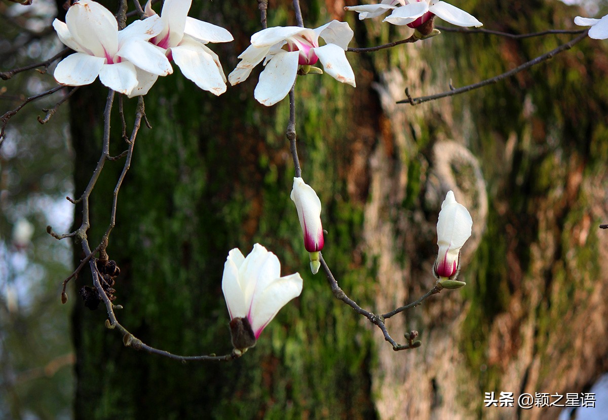 500年玉兰树,枯木逢春一树繁花
