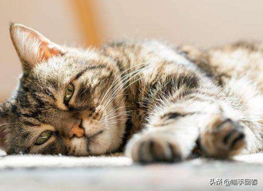 猫心内膜炎是种什么疾病？患病猫咪饱受痛苦，需铲屎官小心照看