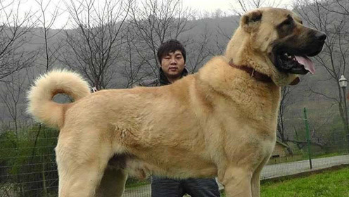 世界上最大的10种狗排名,八种世界上体型最大的狗