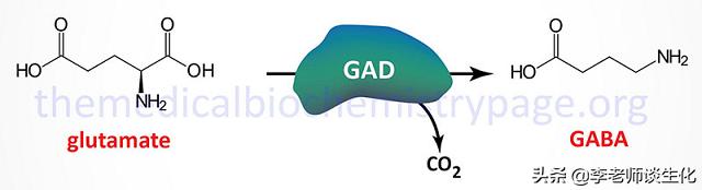 氨基酸衍生物类,鱼类氨基酸代谢过程