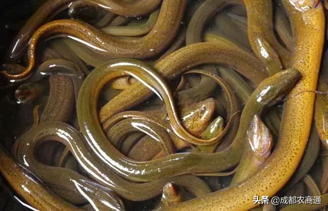 网箱养殖黄鳝最新全套技术,黄鳝大棚鳝巢高密度养殖技术