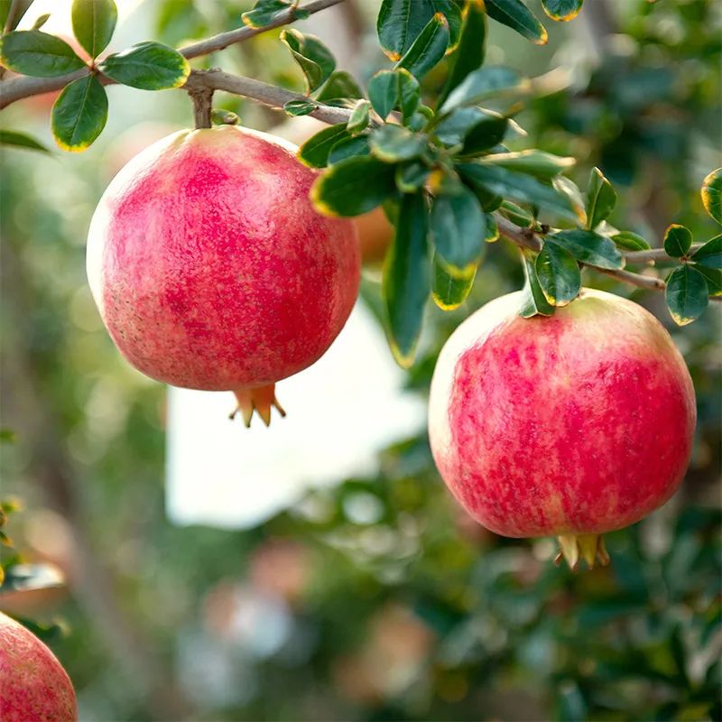 云南大理宾川突尼斯软籽石榴,宾川突尼斯无籽石榴