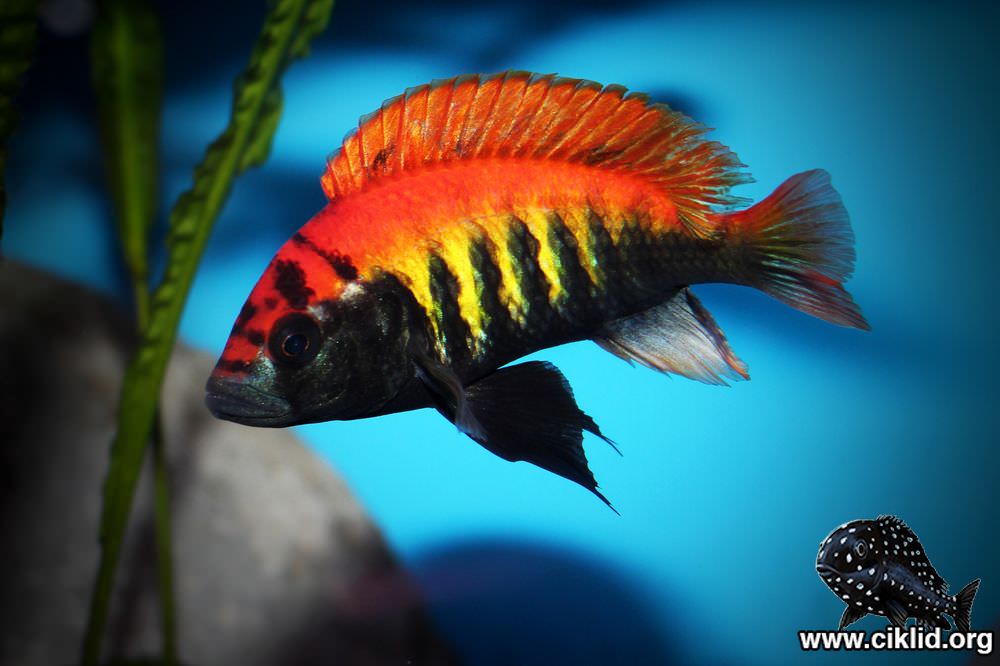 冷门高端观赏鱼有哪些鱼,比较好养的冷门观赏鱼小鱼