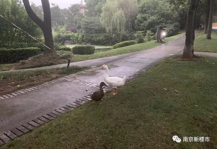 南京六大亿元顶级豪宅,南京千万以上豪宅真实成交量