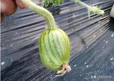 西瓜出现畸形瓜的原因,西瓜裂果的原因与预防