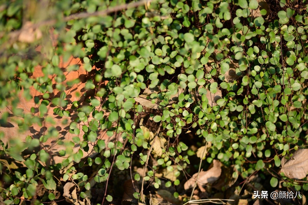 零下9度来袭，花园里的绿色是那么动人|园丁
