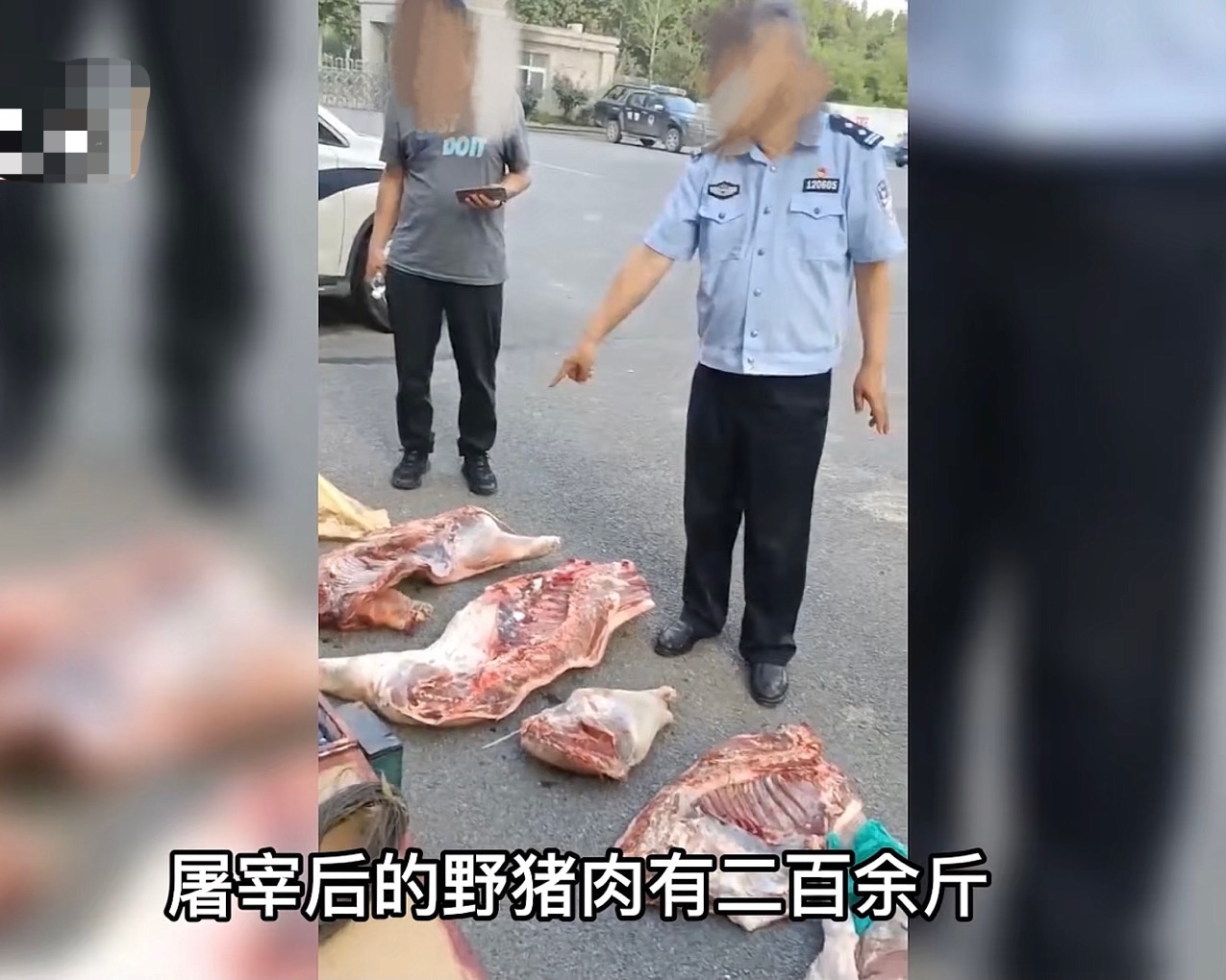 1个木箱3个人，“轻松”捕获野猪肉200多斤，为何野猪还如此猖狂