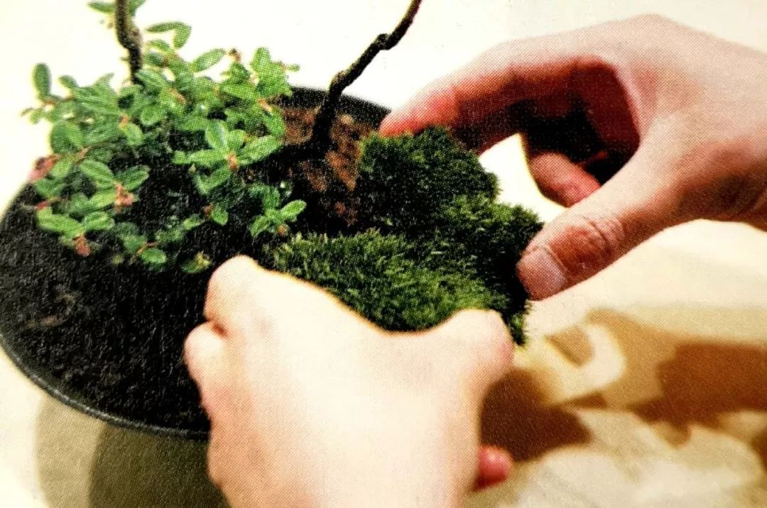 盆景制作方法与技巧,盆景制作小技巧