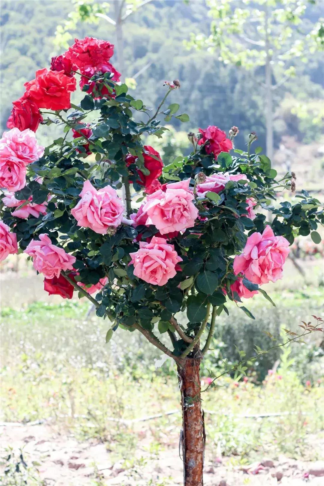 凉山州哪里可以赏花,西昌赏花攻略