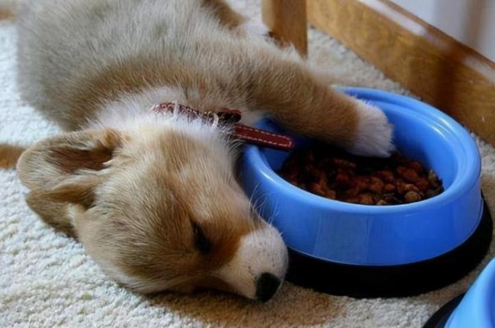 狗狗吃鸡肝的危害有哪些症状,狗狗经常吃鸡肝有什么危害